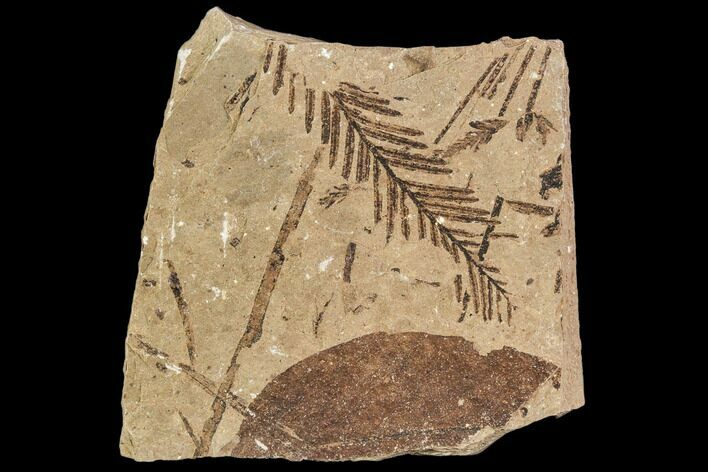 Metasequoia Fossil Plate - Cache Creek, BC #110891